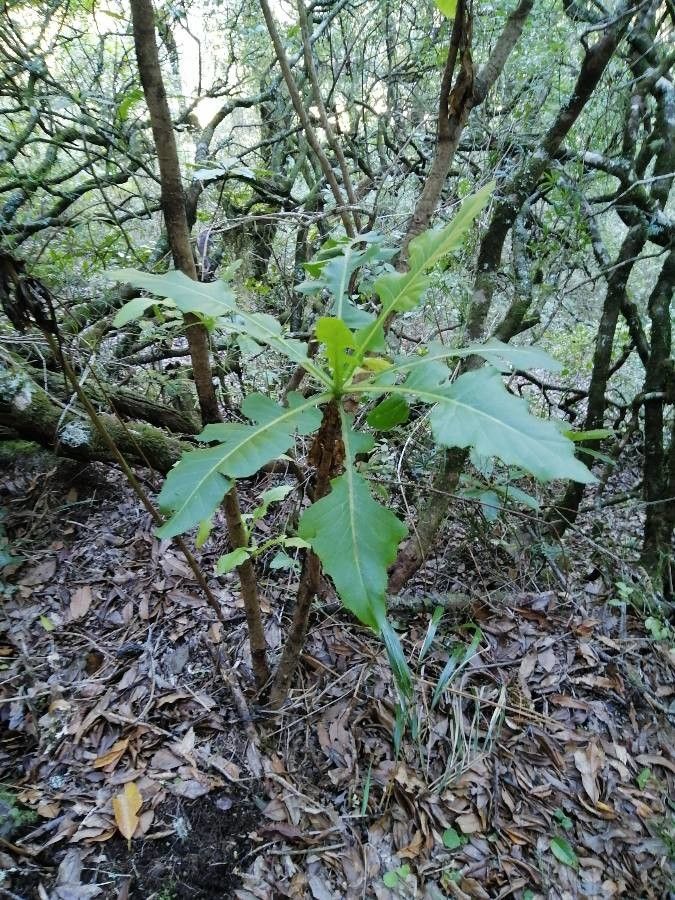 Sonchus fruticosus bark