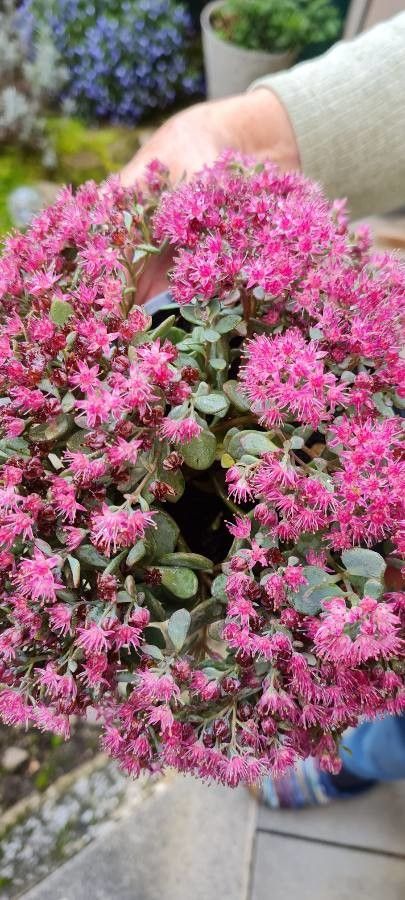 Sedum cauticola flower