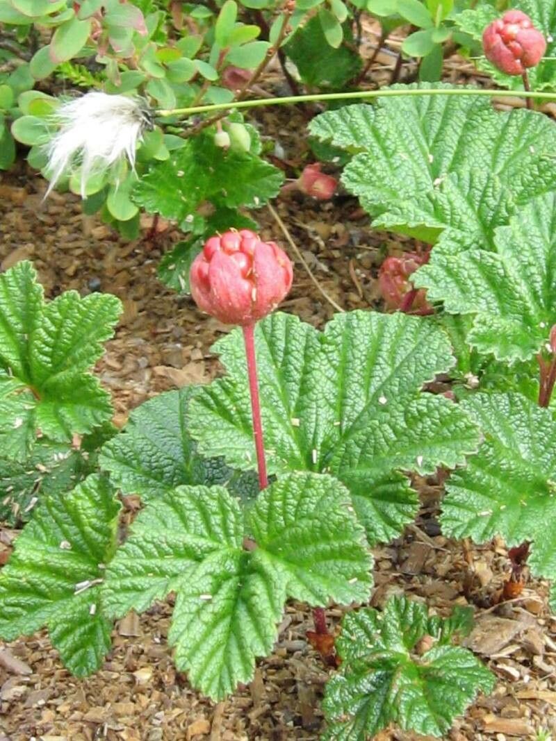 Rubus chamaemorus — search result for 'Subarctic regions of North America'