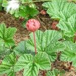Rubus chamaemorus