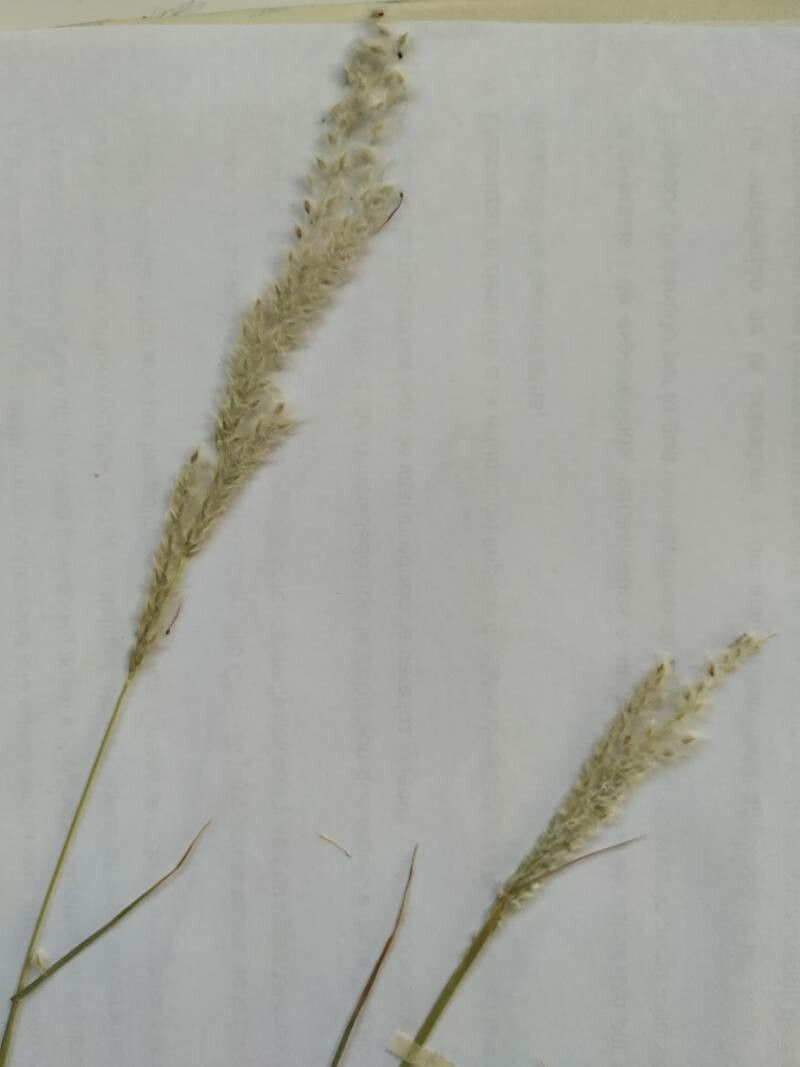 Digitaria californica — search result for 'Central to southwestern United States'