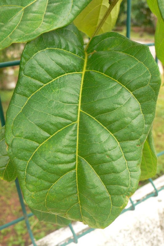 Combretum rotundifolium leaf
