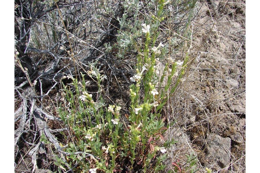 Penstemon deustus habit