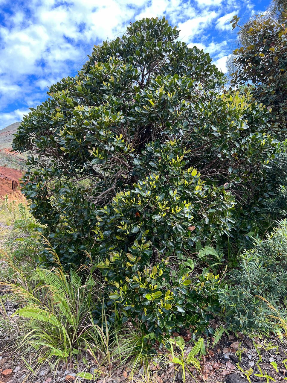 Syzygium macranthum habit
