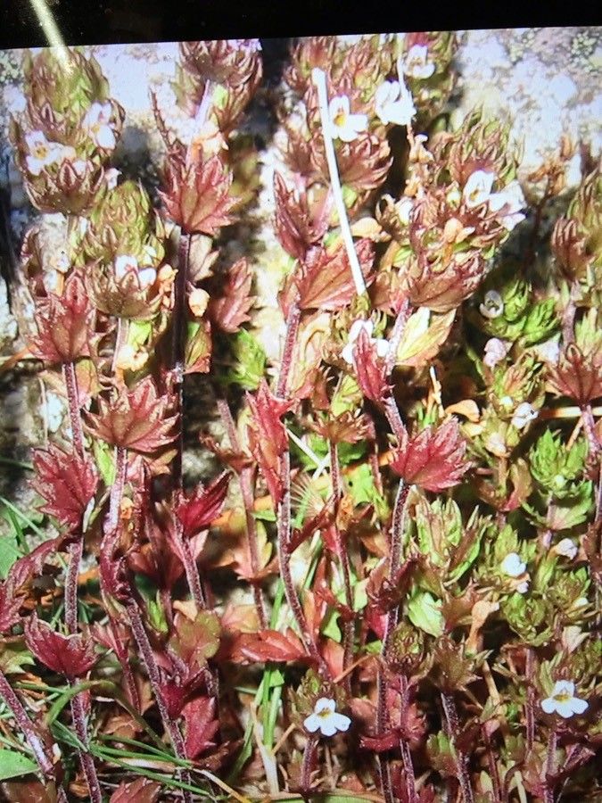 Euphrasia nana — search result for 'Euphrasia'