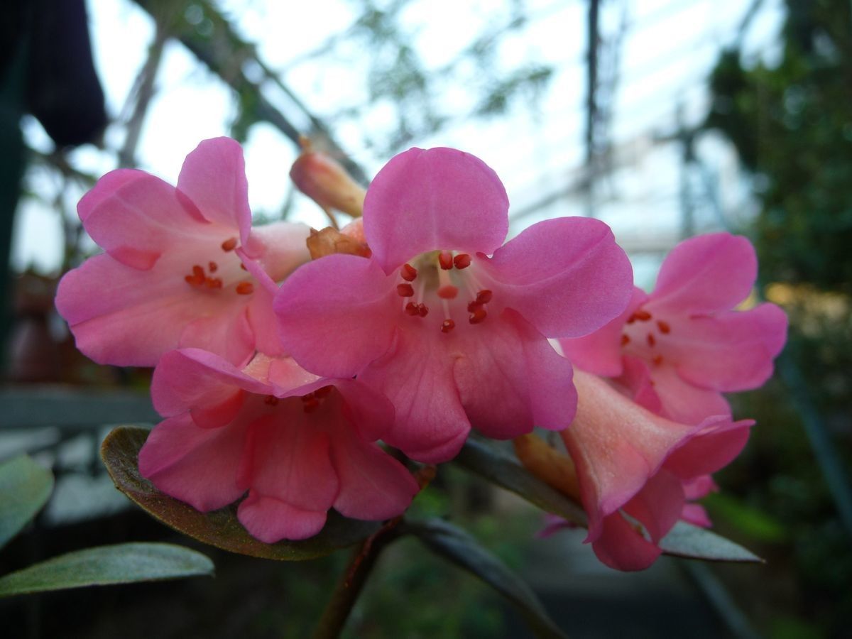 Rhododendron arenicola flower