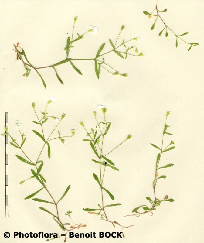 Heliosperma veselskyi other