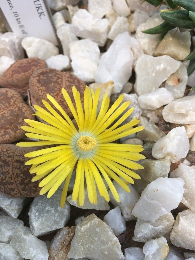 Lithops aucampiae flower