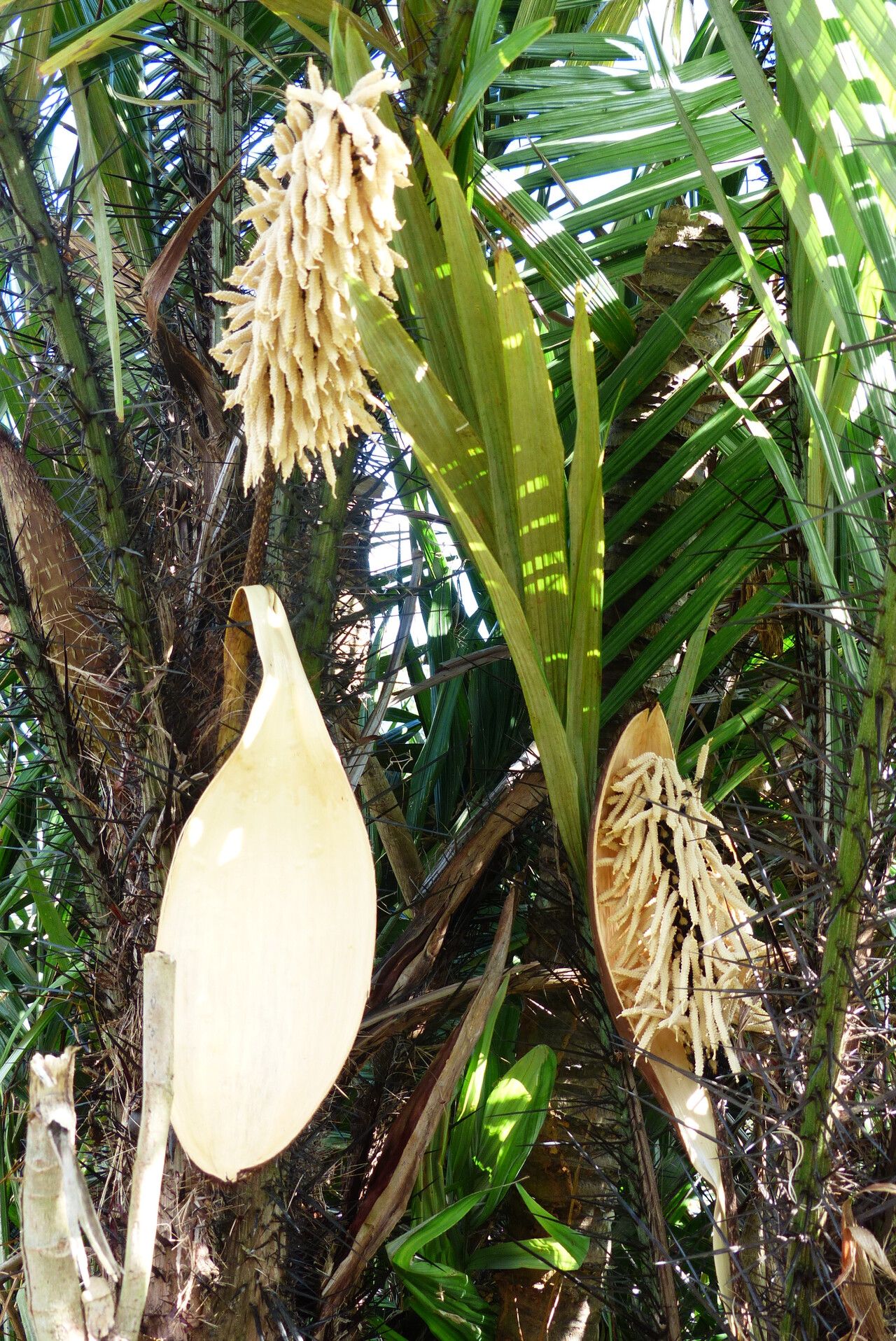 Astrocaryum aculeatum flower