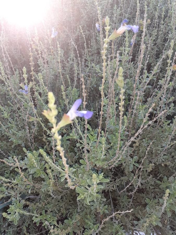 Salvia muirii flower
