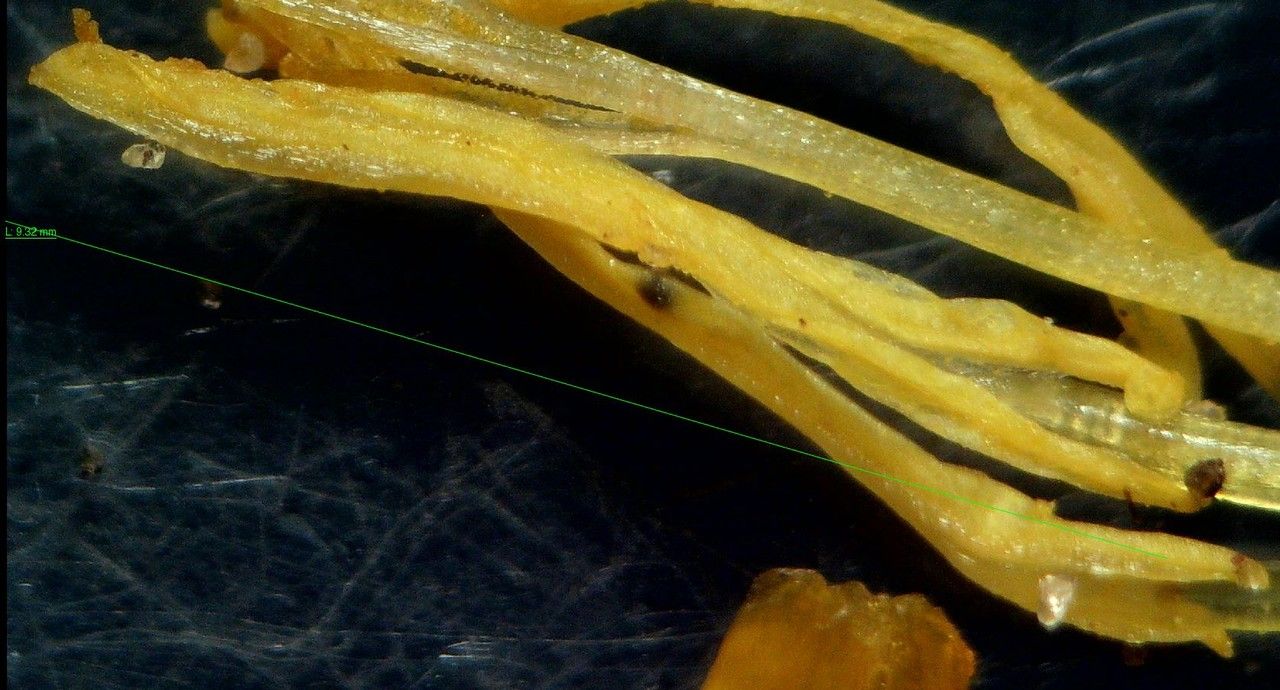 Romulea clusiana — related species from the same genus