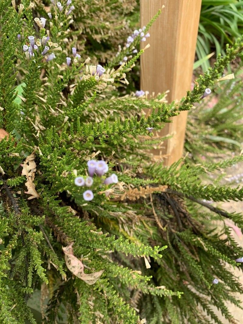 Fabiana imbricata flower