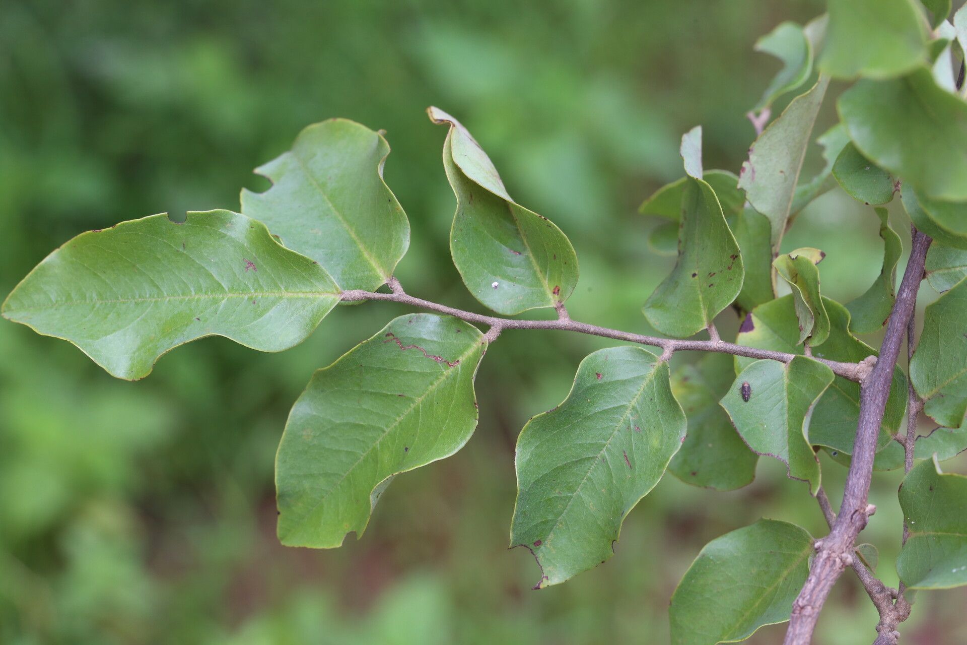 Dalbergia nitidula leaf
