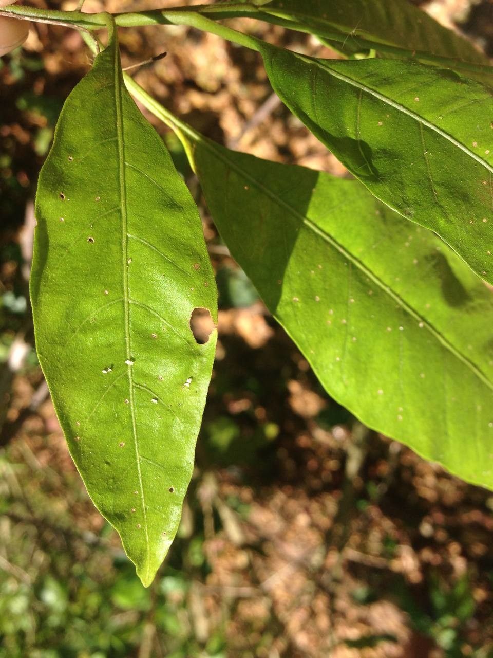 Solanum bahamense — search result for 'Bahamas'