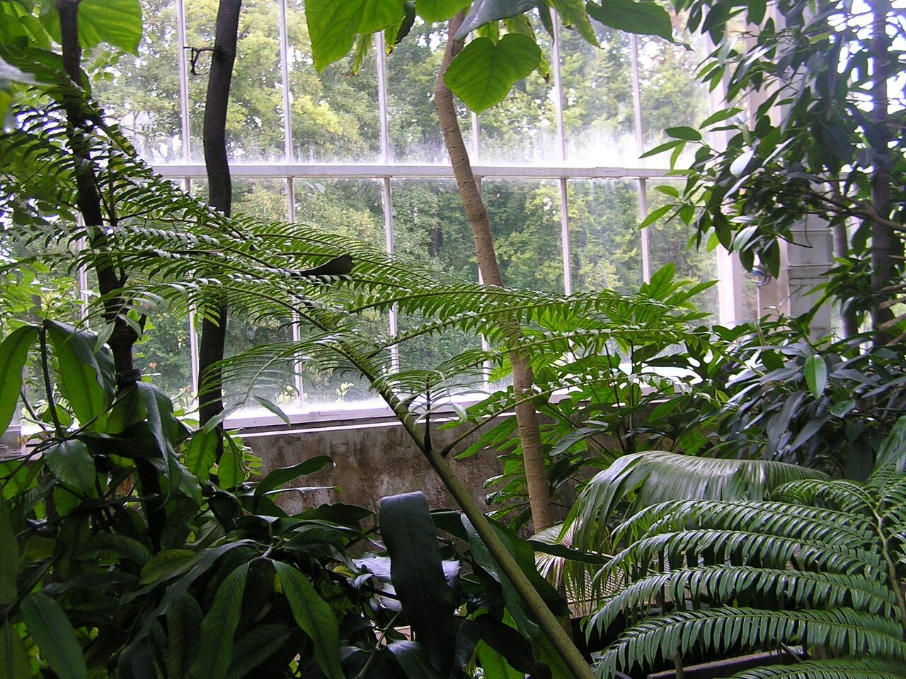 Angiopteris javanica leaf