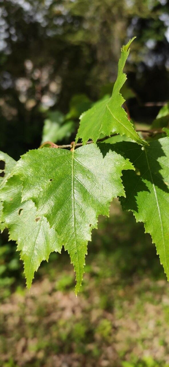 Betula populifolia