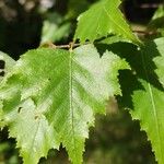 Betula populifolia