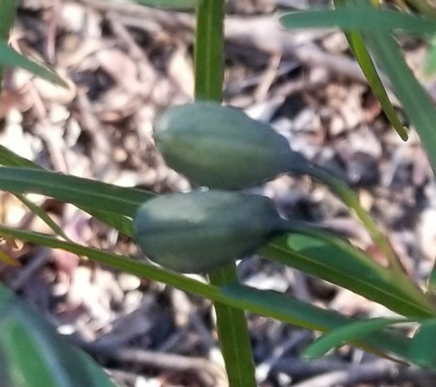 Gompholobium latifolium other