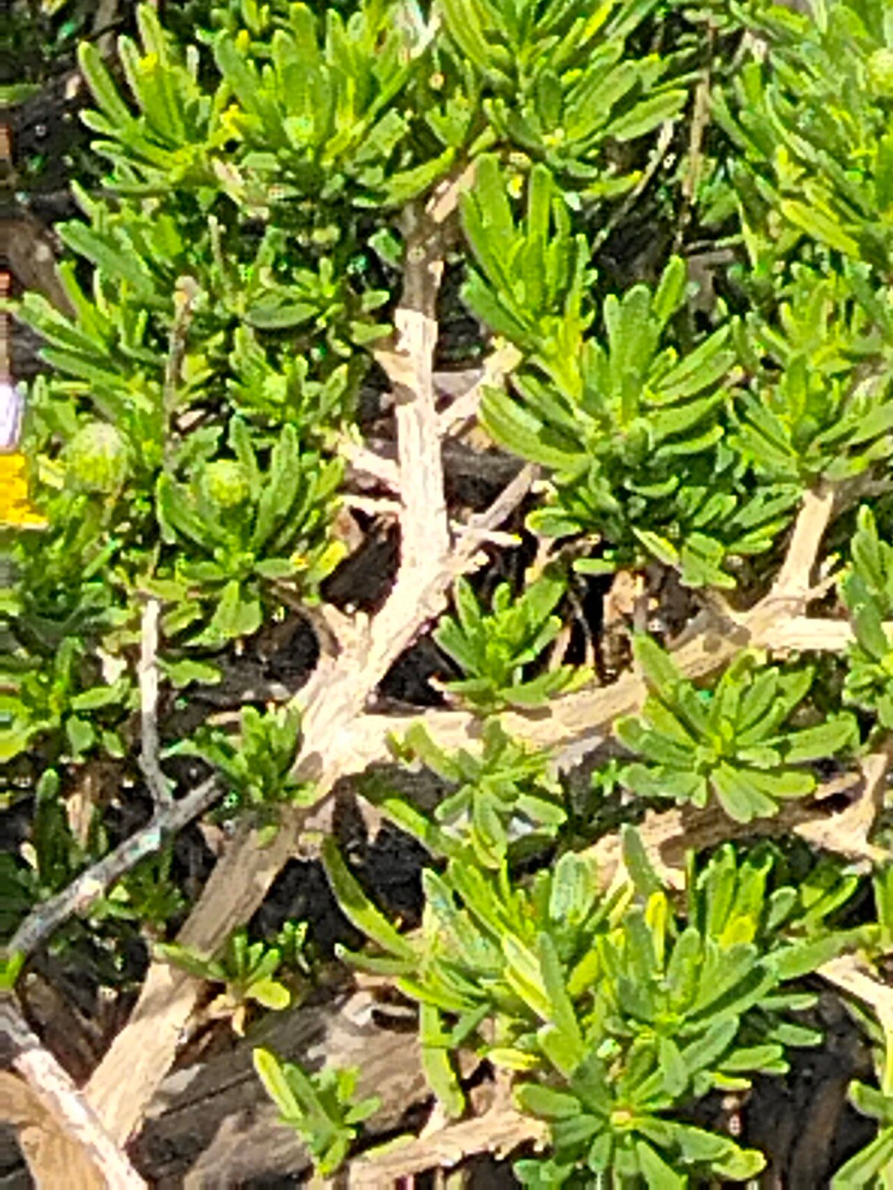 Felicia filifolia bark