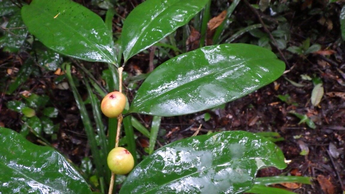 Eugenia klaineana — houseplant care guide