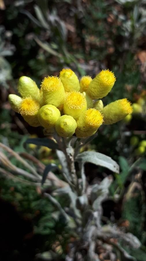 Helichrysum orientale flower