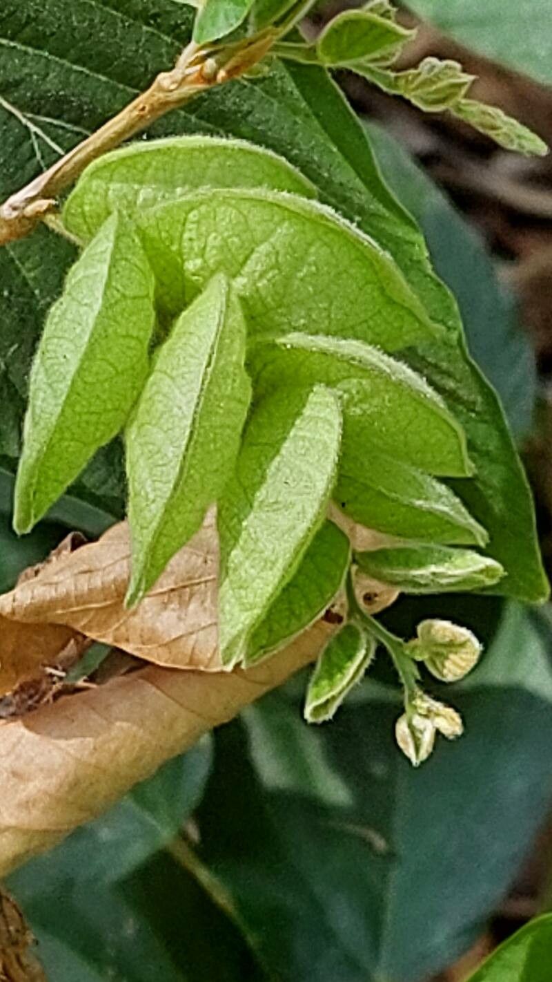 Flemingia strobilifera fruit