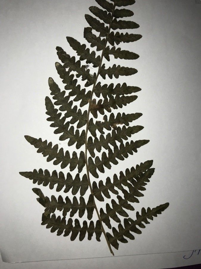 Diplazium macrophyllum — houseplant care guide