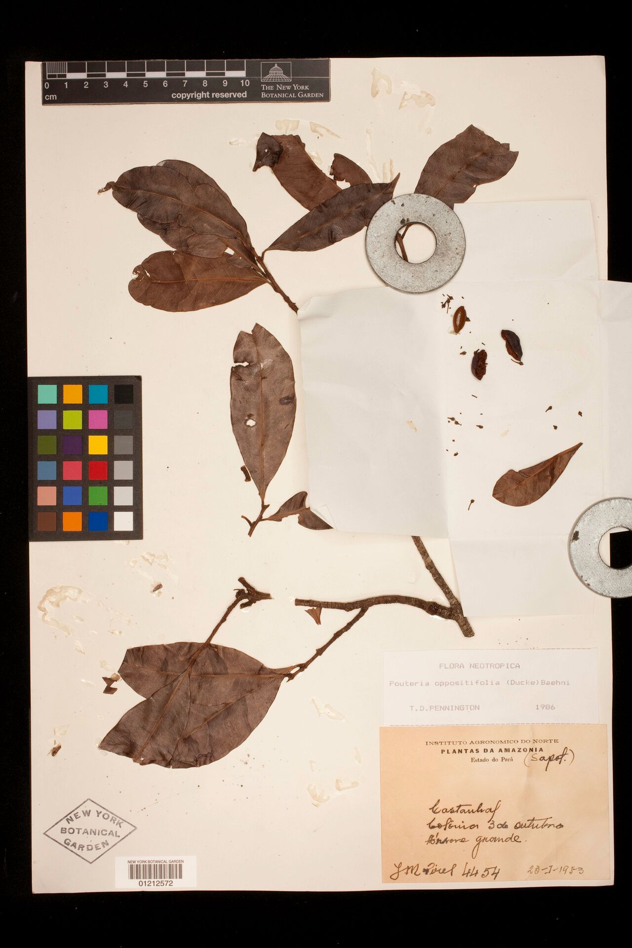 Pouteria oppositifolia leaf