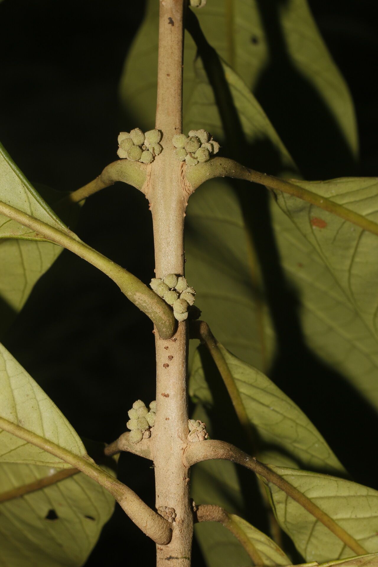 Aegiphila anomala bark