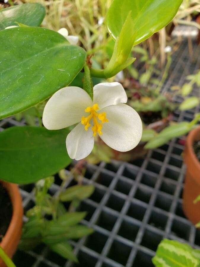 Begonia molleri flower