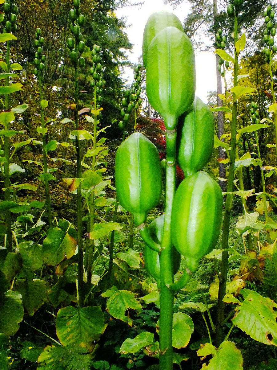 Cardiocrinum giganteum fruit