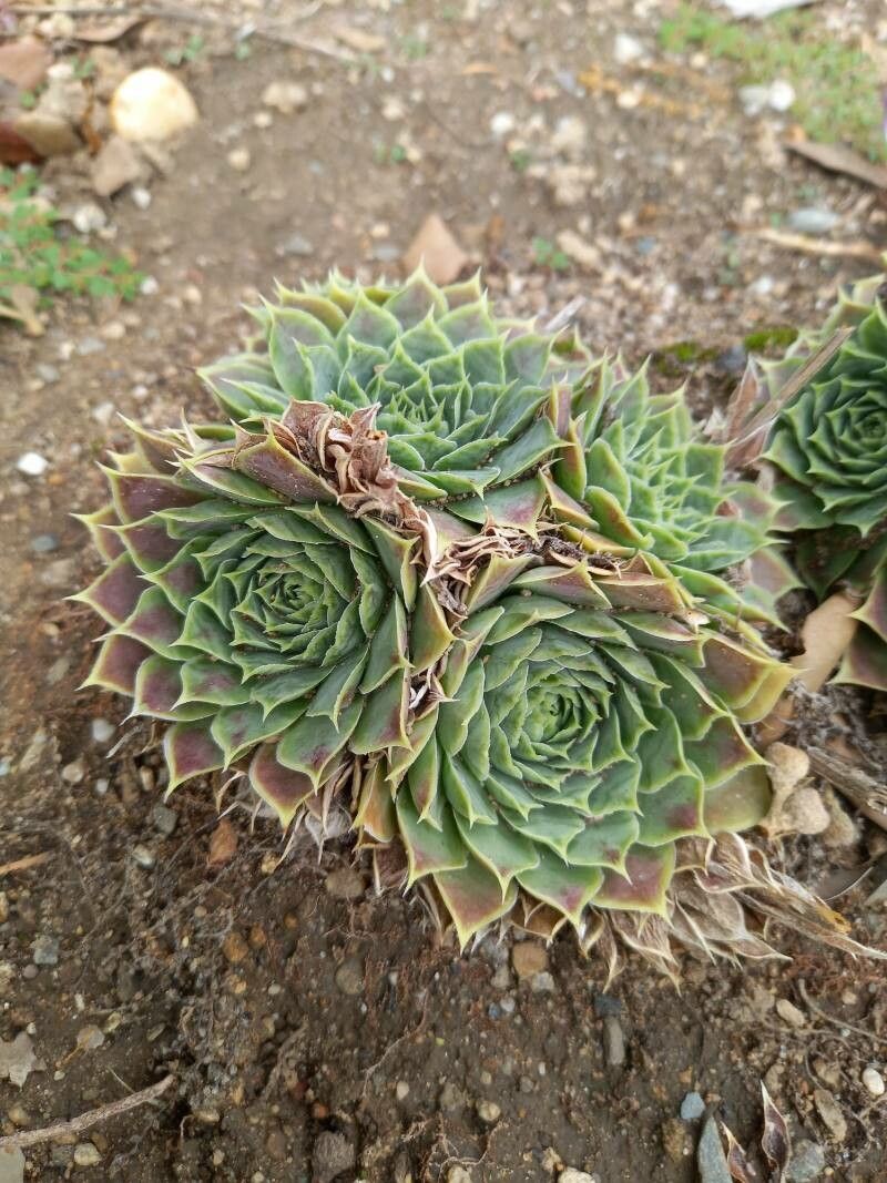 Sempervivum heuffelii habit