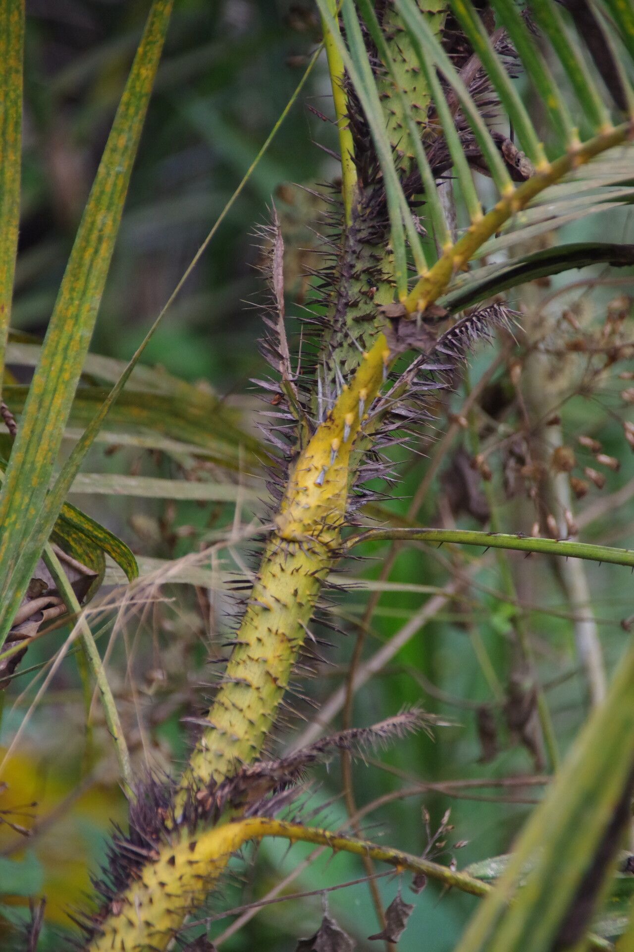 Calamus deerratus bark