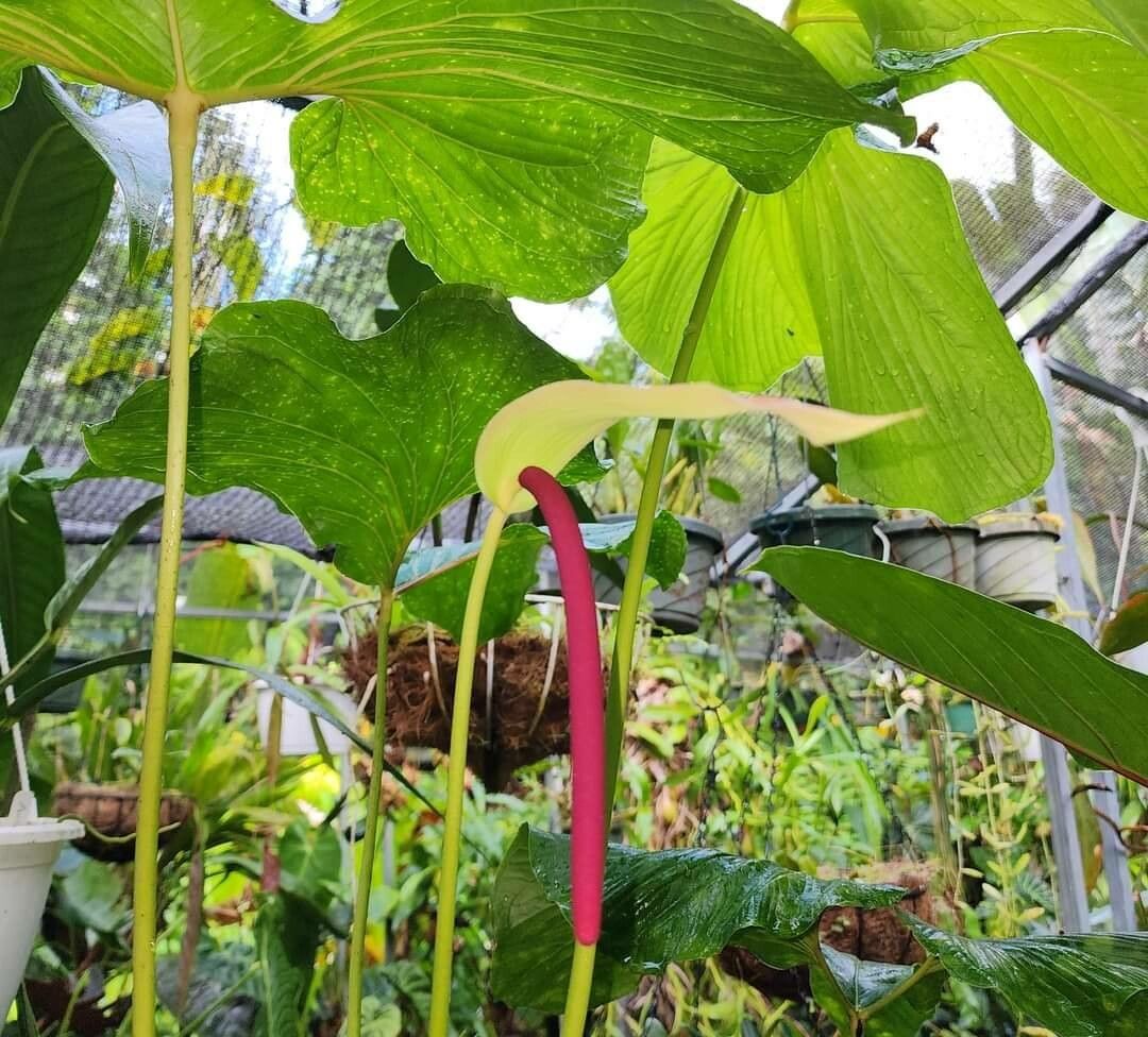 Anthurium draconopterum leaf