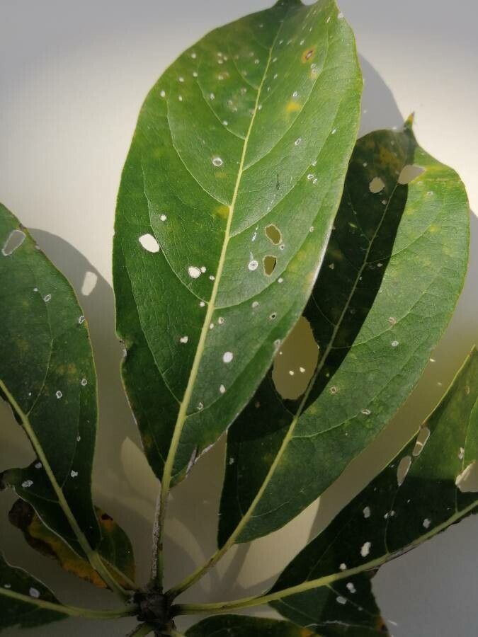 Cordia gerascanthus leaf