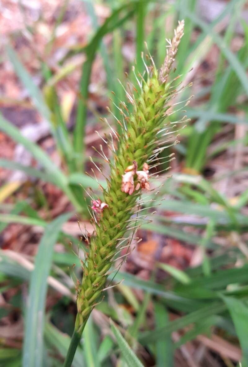 Carex salticola fruit