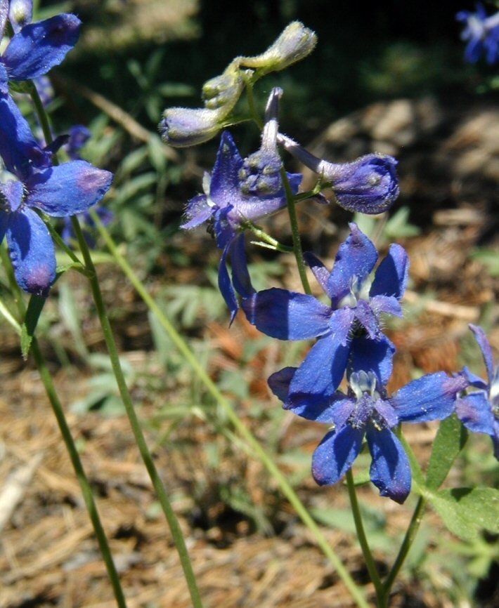 Delphinium gracilentum flower