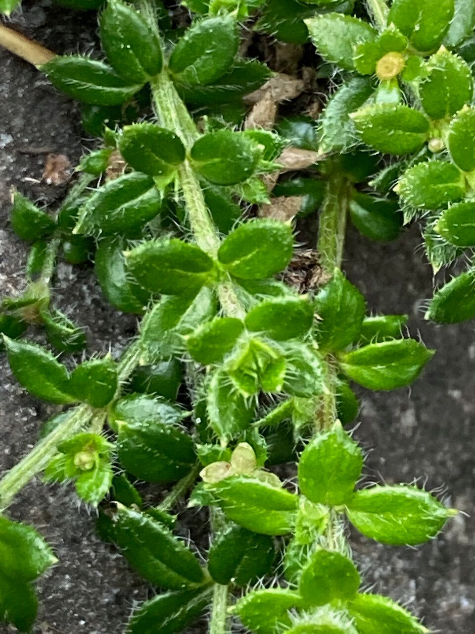 Galium hypocarpium — search result for 'Galium'