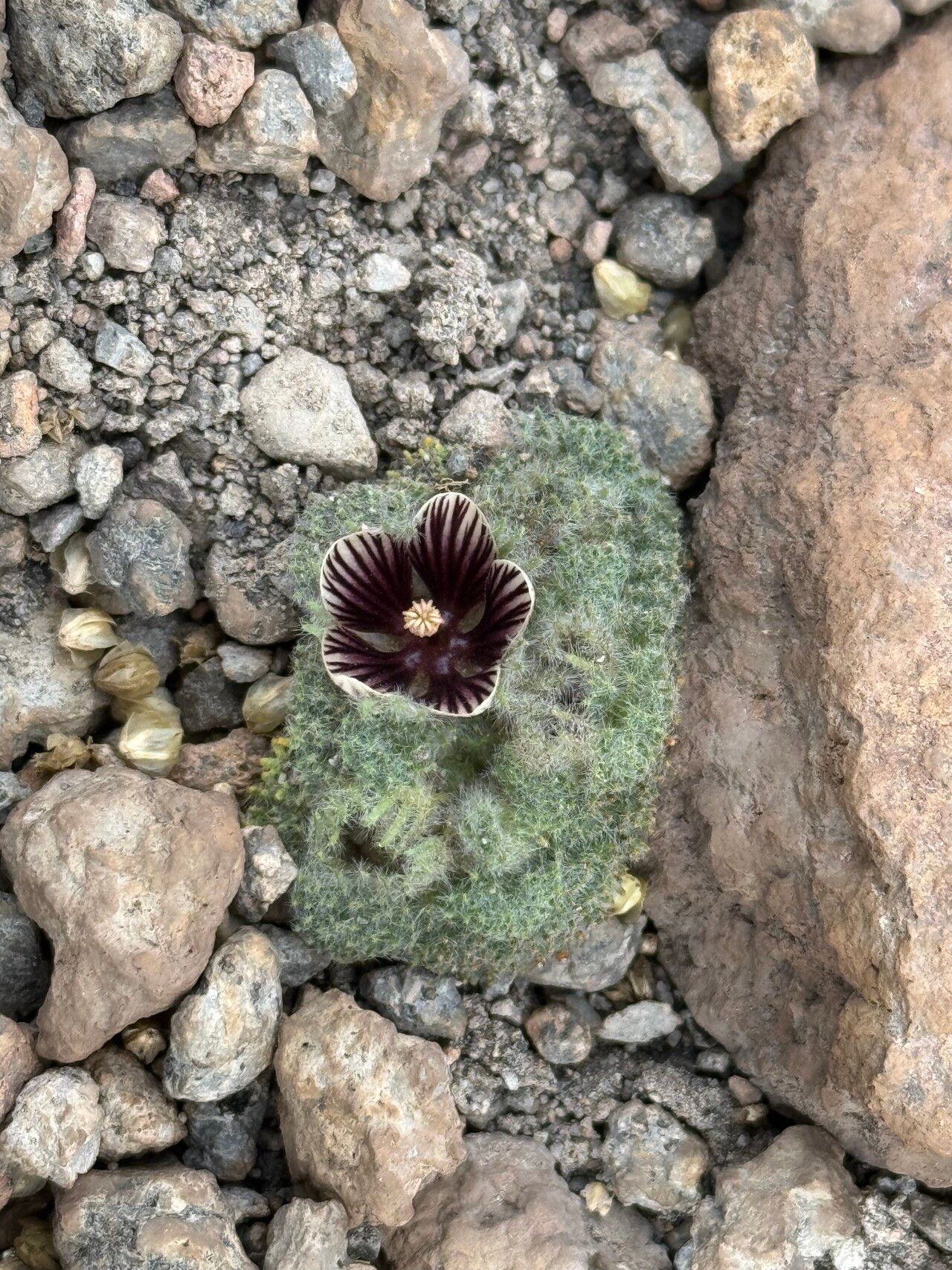 Nototriche staffordiae habit