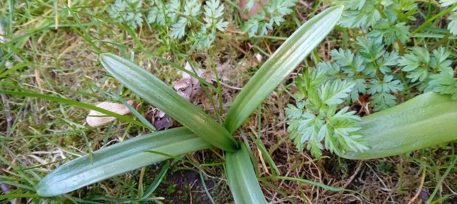 Galanthus woronowii — search result for 'Turkey'