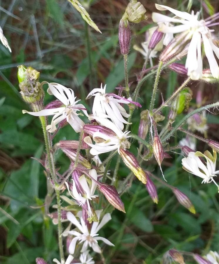 Silene nutans flower