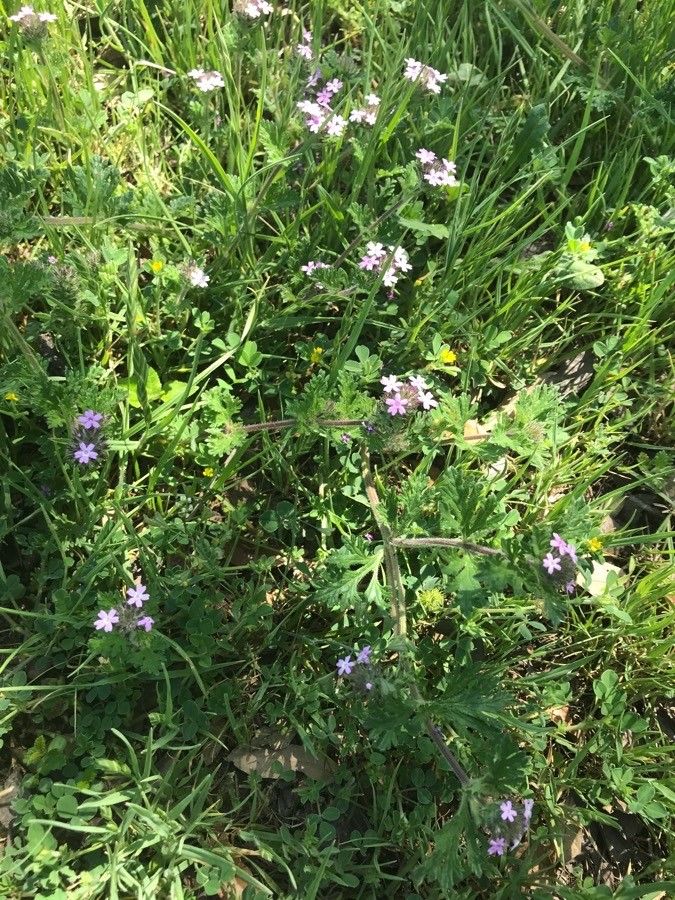 Glandularia pumila habit