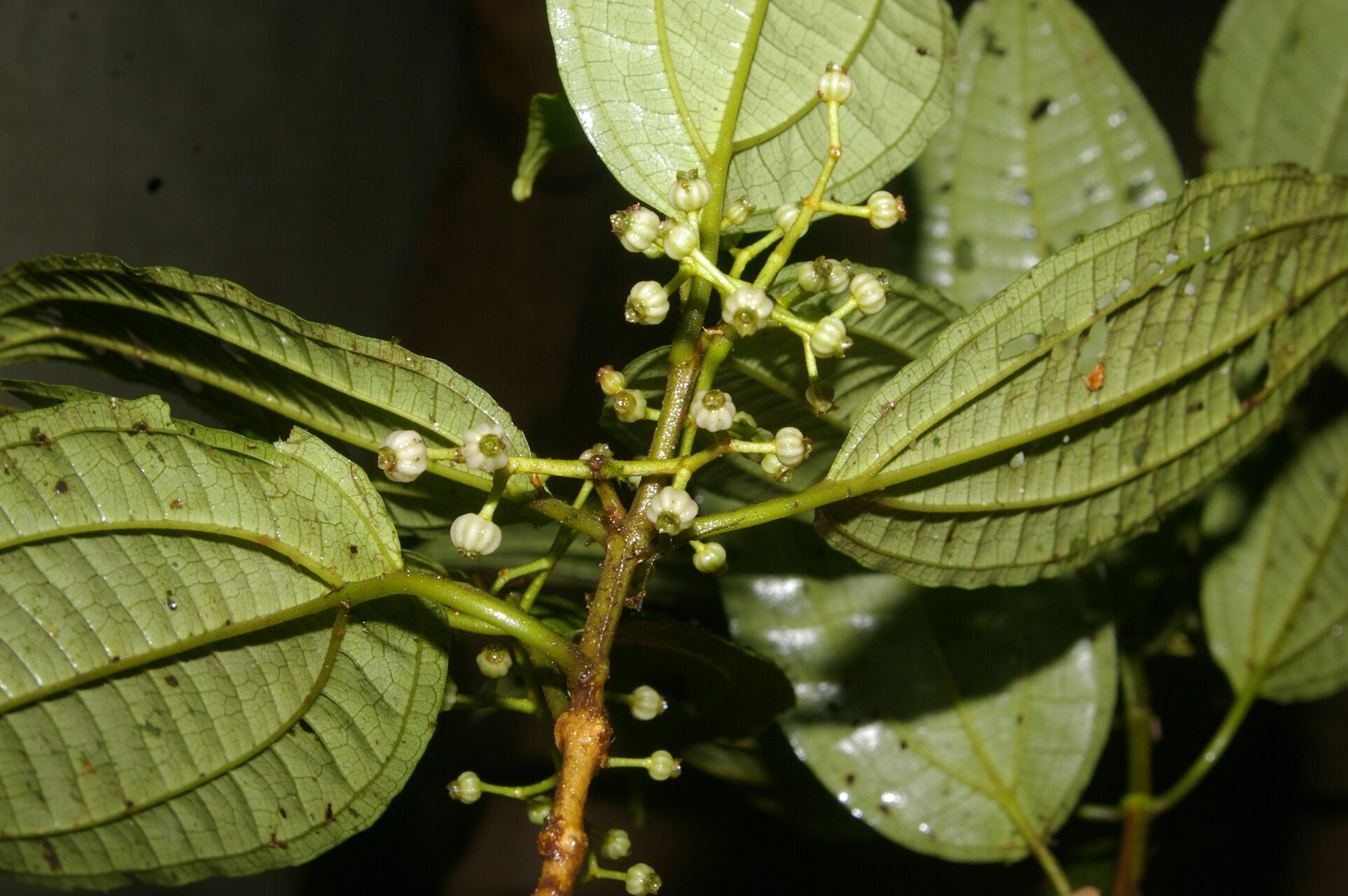 Miconia neomicrantha fruit