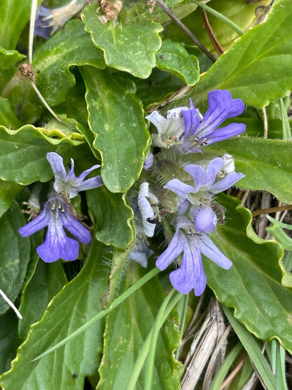 Ajuga tenorei flower