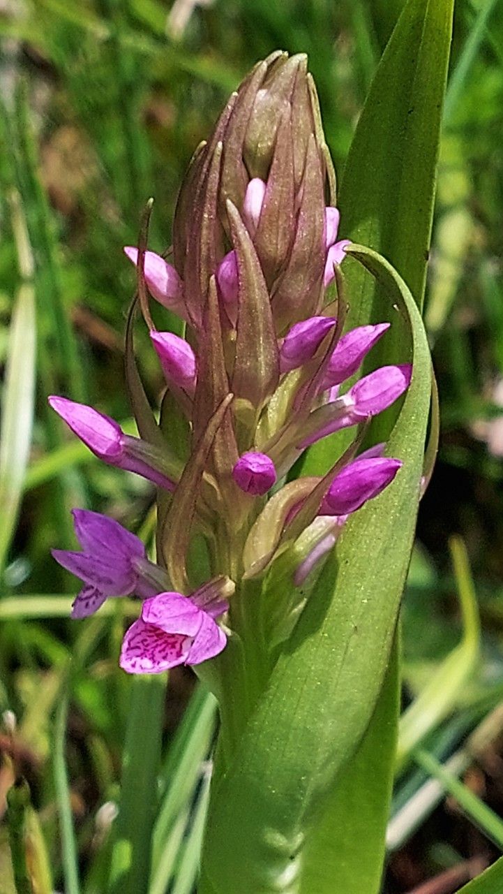 Dactylorhiza incarnata flower