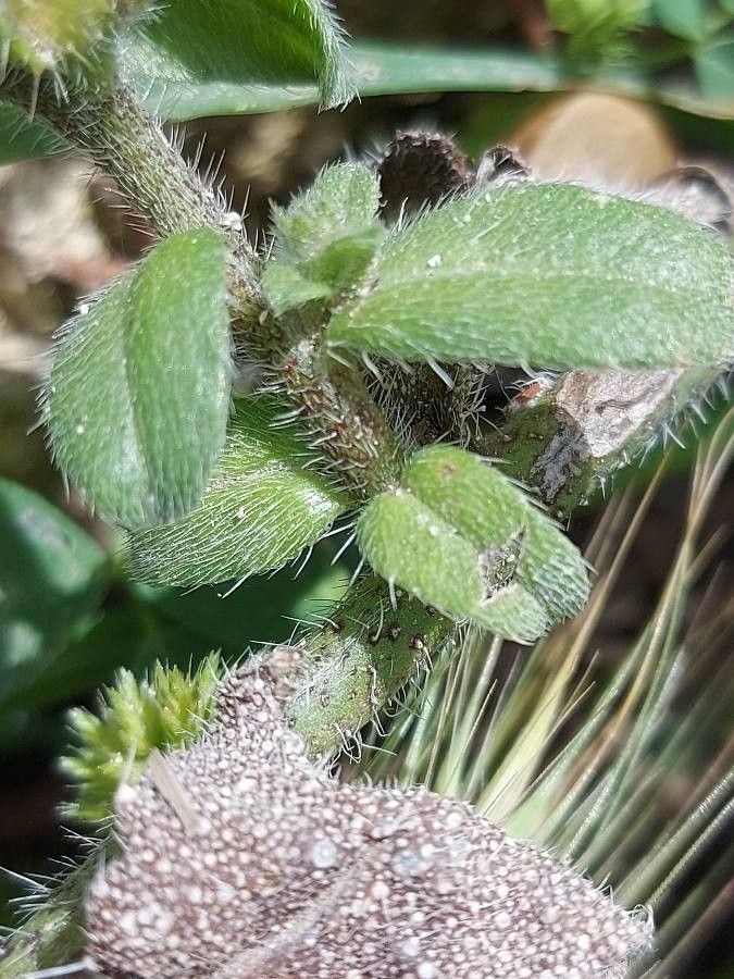 Echium calycinum — search result for 'Mediterranean Basin'