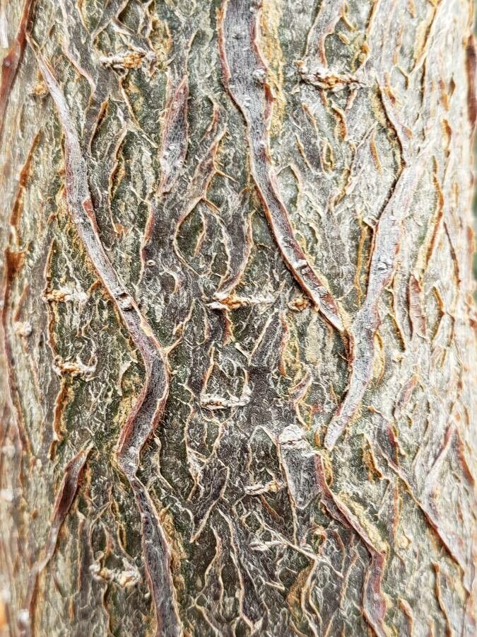 Adansonia za bark