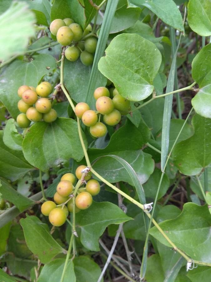 Smilax excelsa fruit
