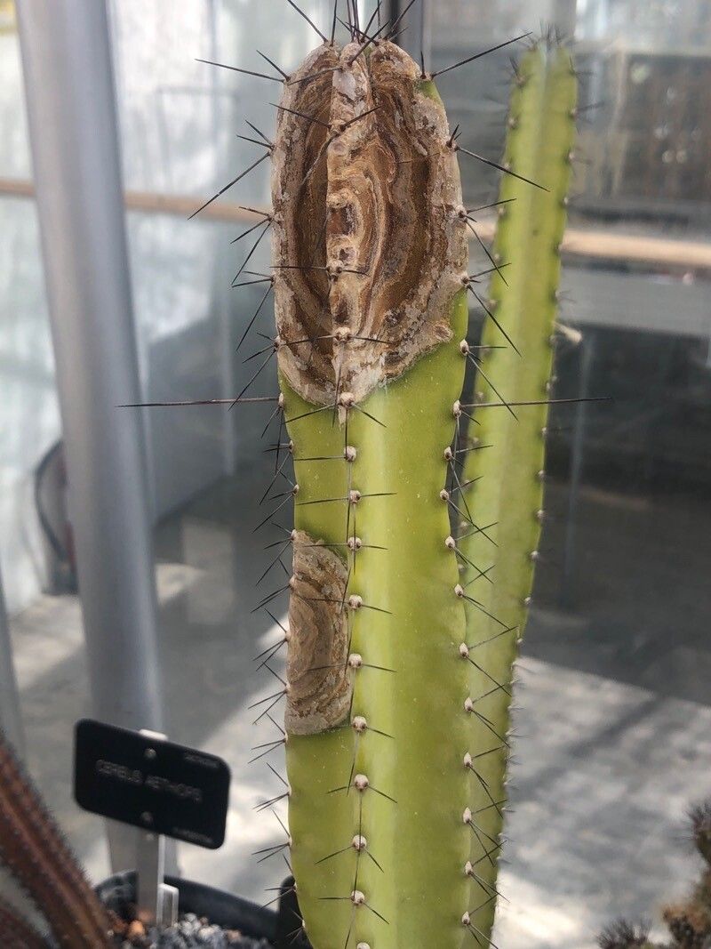 Cereus hankeanus — search result for 'Cereus'