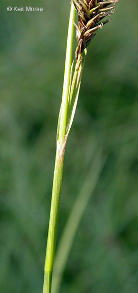 Carex luzulina — houseplant care guide